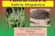 I semi di chia e la salvia hispanica