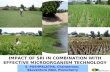 0727 Impact of SRI in Combination with Effective Microorganism Technology