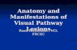 Anatomy and Lesions of Visual Pathways