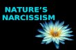 Nature's Narcissism