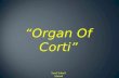 Special Senses - Organ of Corti