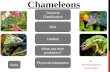 Chameleon - Report