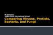 Comparing viruses, protists, bacteria, and