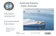 Animais Polares | Polar Animals for IPY 2007-2008