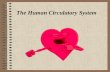 The human circulatory system