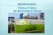 Microalgas biocombustibles