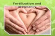 Lesson 4.3 Fertilization & Pregnancy