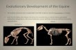 3 m evolution & development of the horse frame