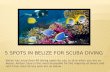 5 spots in belize for scuba diving | Lots for sale Belize