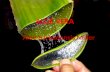 ALOE VERA (Aloe barbadensis Miller  )