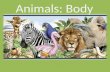 African animals (body)