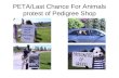 PETA/Last Chance For Animals protest