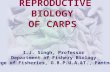 reproductive biology of carps