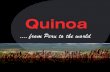 Quinoa - Legacy from Inkas