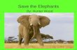 Save the Elephants by Hunter