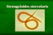 Strongyloides stercolaris. Biología Nematodo muy pequeños 2mm x 50µ Nematodo muy pequeños 2mm x 50µ Ciclo vital con alternancia de generaciones de vida.