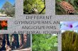Different gymnosperms and angiosperms