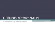 Hirudo medicinalis compiled