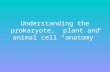 Understanding the prokaryote,  plant and animal cell