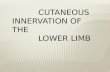 Cutaneous innervation of lower limb