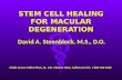 Bone Marrow Stem Cell Therapy for Macular Degeneration