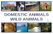 DOMESTIC ANIMALS - WILD ANIMALS