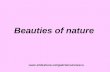 Beauties Of Nature