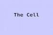 Ch.1 Cell Structures and Functions