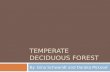 Msed251 temperate deciduous forest (2)