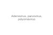Adenovirus  parvovirus  polyomavirus