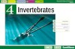 U04 Invertebrates