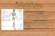 Skeletal And Muscle Ppt