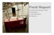 Field Report on Hurricane Sandy's Visit to Brookline