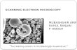 Scanning electron microscopy mubbu