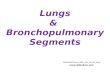 lungs bp segments
