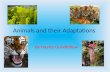 Animals and their adaptations