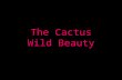 Cactus Beauty In Bloom