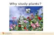 Why study plants?