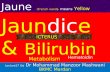 Bilrubin & jaundice: causes,pathogenesis,classification & clinical features