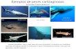 Ejemplos de peces cartilaginosos Subclase Elasmobranchii Rhincodon typus sp. Tiburón ballena Sphyrna sp. Pez martillo Tiburón azul Prionace glauca Fuente: