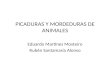 PICADURAS Y MORDEDURAS DE ANIMALES Eduardo Martínez Mosteiro Rubén Santamaría Alonso.