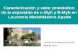 Caracterización y valor pronóstico de la expresión de c-Myb y B-Myb en Leucemia Mieloblástica Aguda Laboratorio de Biología Molecular Hospital La Fe.