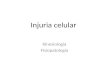 Injuria celular Kinesiología Fisiopatología. Injuria celular Las células normales se encuentran en un estado de homeostasis Injuria es cualquier cambio.