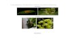 Formas vegetativas y morfología floral en Orquídeas como método de identificación