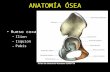 Hueso coxal: –Ilion –Isquion –Pubis ANATOMÍA ÓSEA Atlas de anatomía humana SOBOTTA.