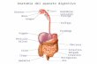 Anatomía del aparato digestivo Dientes Lengua Glándulas salivales Estómago Vesícula biliar Colon Ciego Apéndice Hígado Páncreas Intestino delgado Intestino.