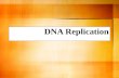 DNA Replication. Facts: DNA replicates before a cell divides Occurs during the S or synthesis phase of mitosis Replication creates identical copies of.