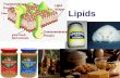 2003-2004 Lipids 2003-2004 Lipids Examples fats oils waxes hormones steroids sex hormones testosterone (male) estrogen (female)