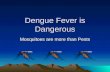Dengue Fever is Dangerous Mosquitoes are more than Pests.