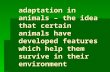 Adaptation in animals – the idea that certain animals have developed features which help them survive in their environment.
